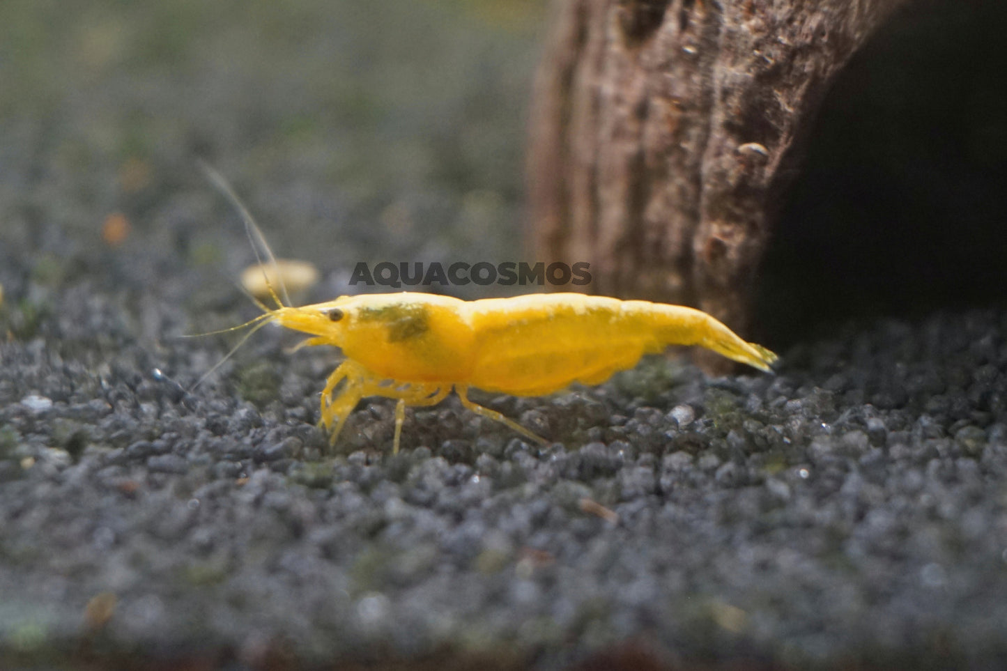 Yellow Fire Neocaridina gelbe Zwerggarnelen