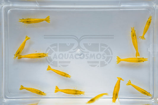 Yellow Fire Neocaridina gelbe Zwerggarnelen