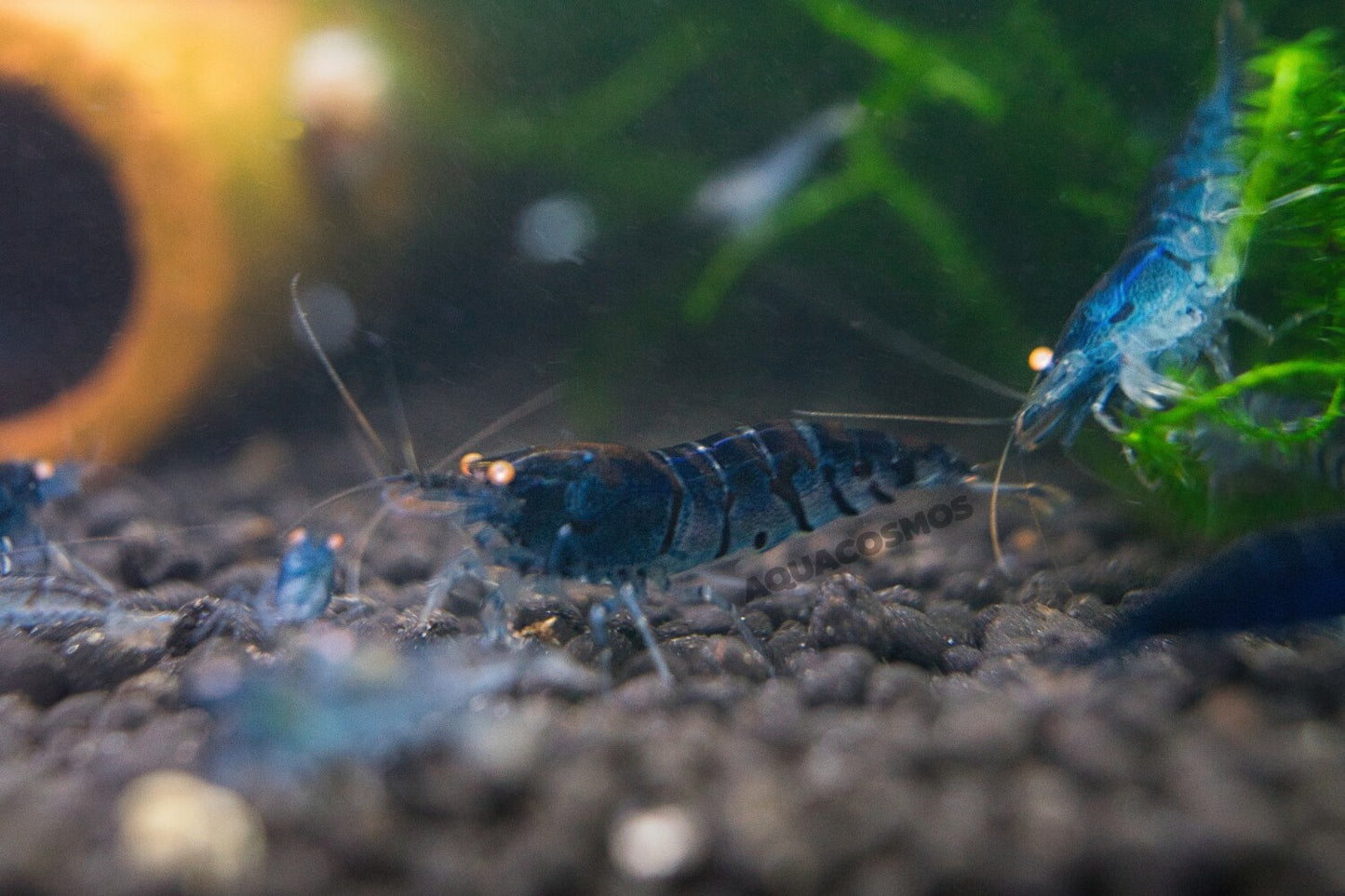 Blue Tiger OE Caridina Zwerggarnelen