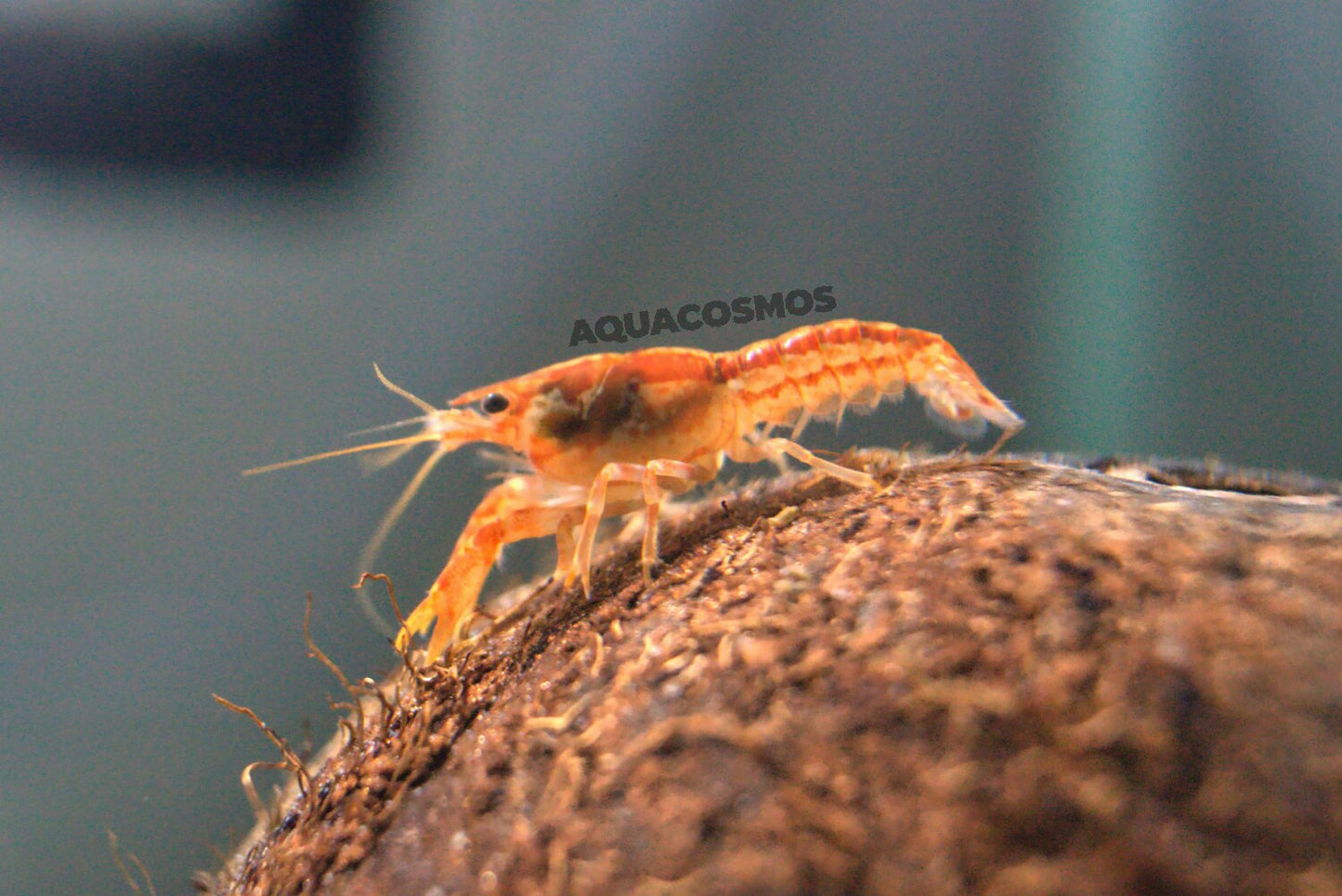Oranger Zwergflusskrebs CPO - Cambarellus Patzcuarensis
