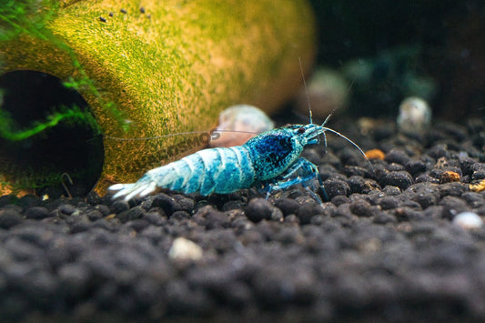 Blue Bolt Caridina Zwerggarnelen