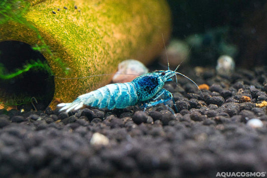 Blue Bolt Caridina Zwerggarnelen