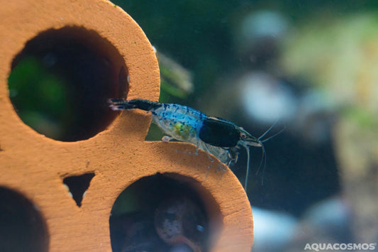 Carbon Rili Neocaridina Zwerggarnelen