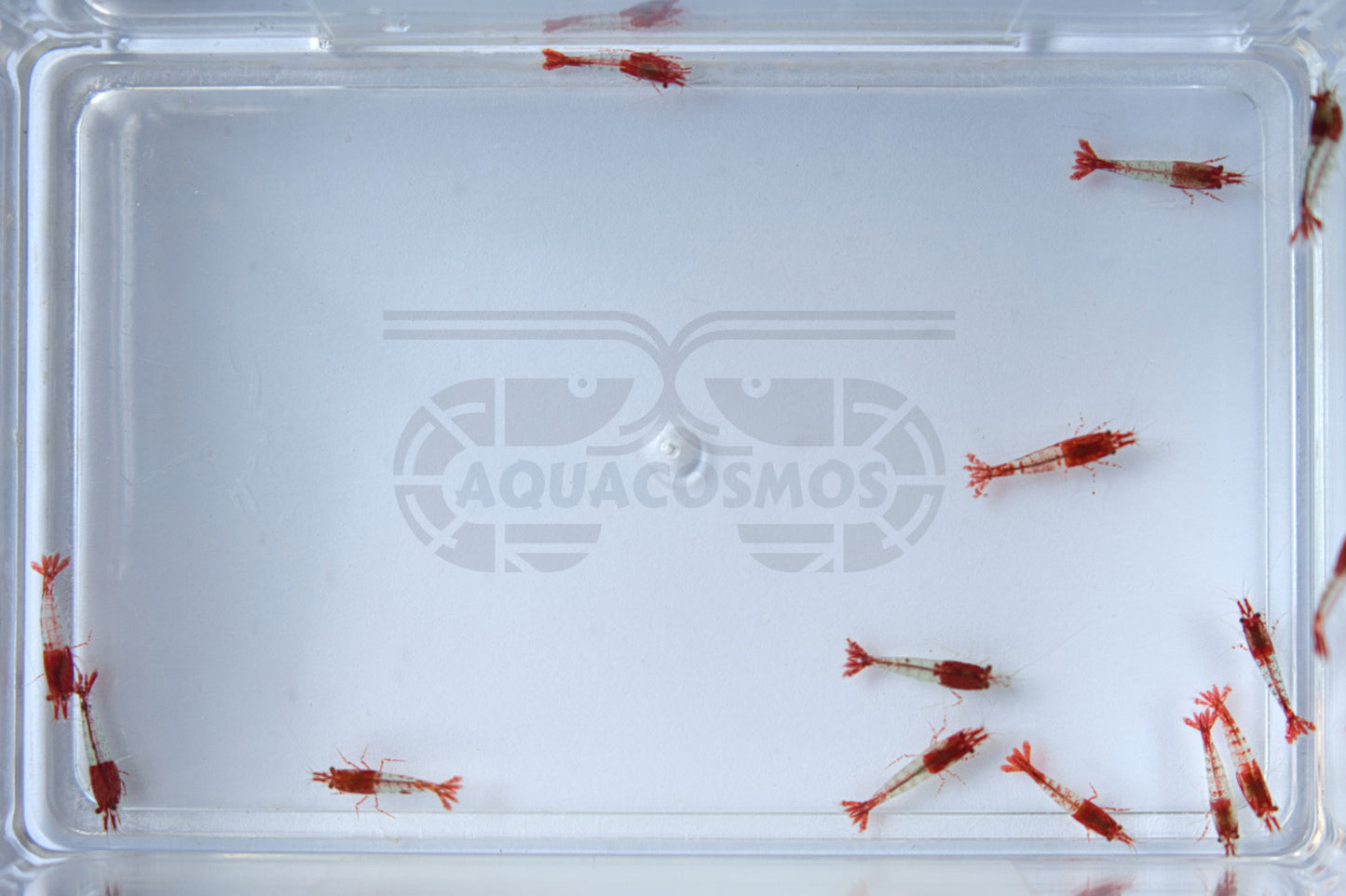 Red Rili Sakura Neocaridina Zwerggarnelen