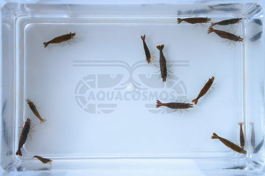 Schoko Sakura Neocaridina braune Zwerggarnelen