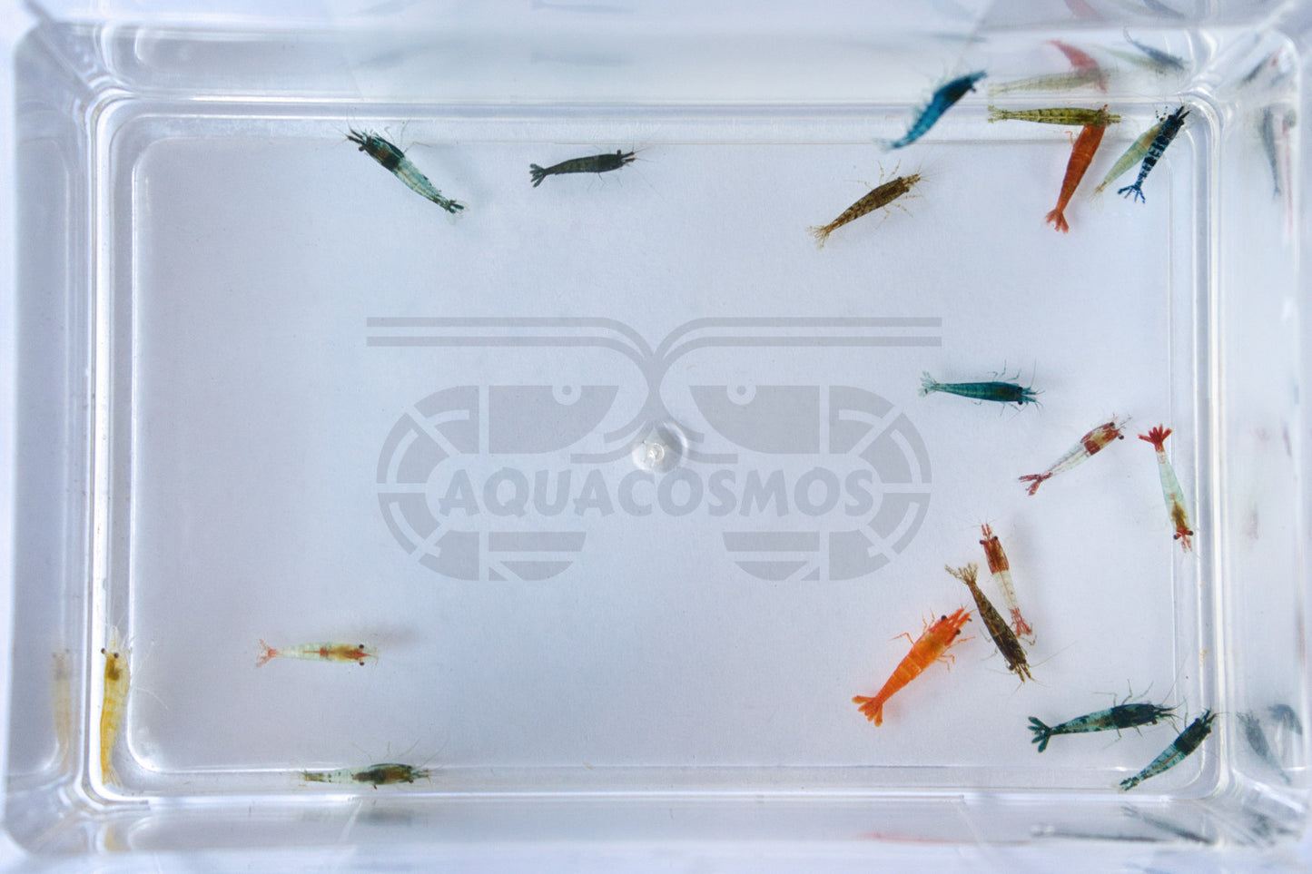 Zwerggarnelen Mix Neocaridina ausselektiert (10Stk.)