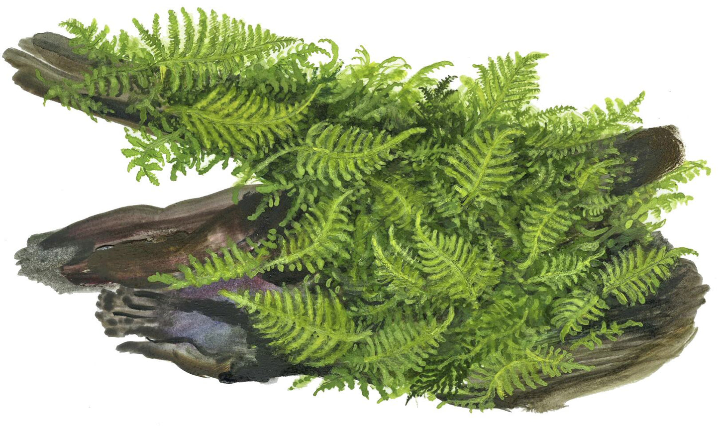 Christmas Moss 'In-Vitro' (Vesicularia montagnei): Dichtwüchsiges Aquarienmoos für Garnelen & Aquascaping