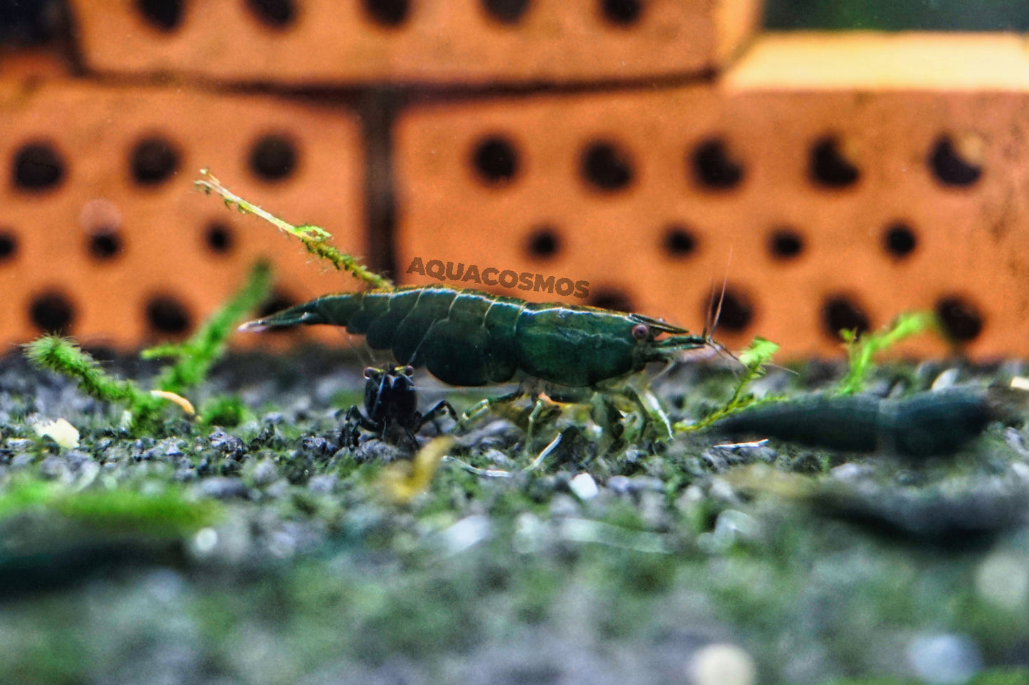 Super Green Jade Neocaridina grüne Zwerggarnelen