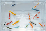 Colorful Dwarf Shrimp Mix Neocaridina (10 Pcs.)