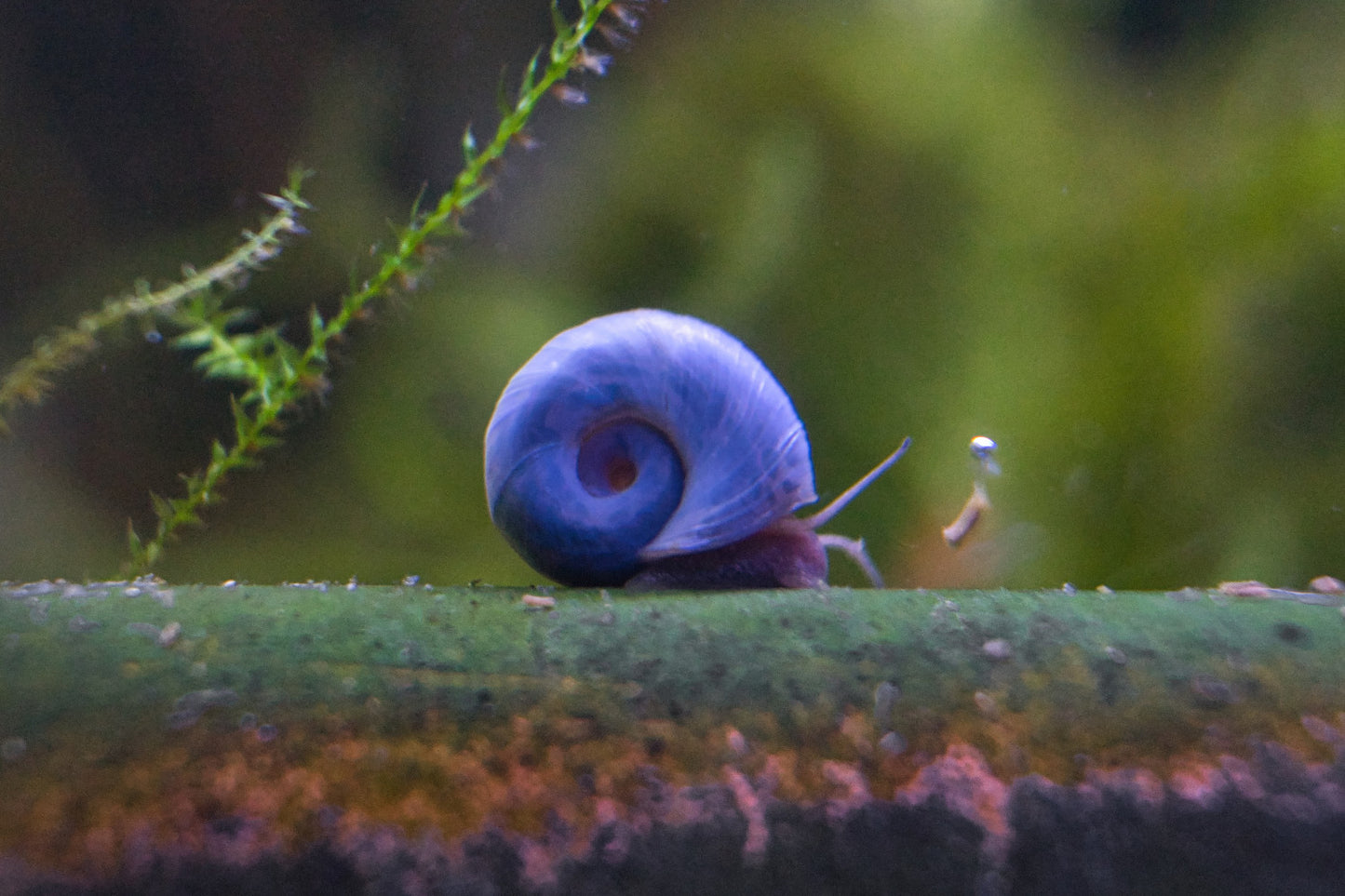Blaue Avatar Posthornschnecken PHS - Nützliche Algenfresser aus deutscher Nachzucht
