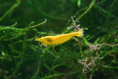 Yellow Fire Neocaridina gelbe Zwerggarnelen