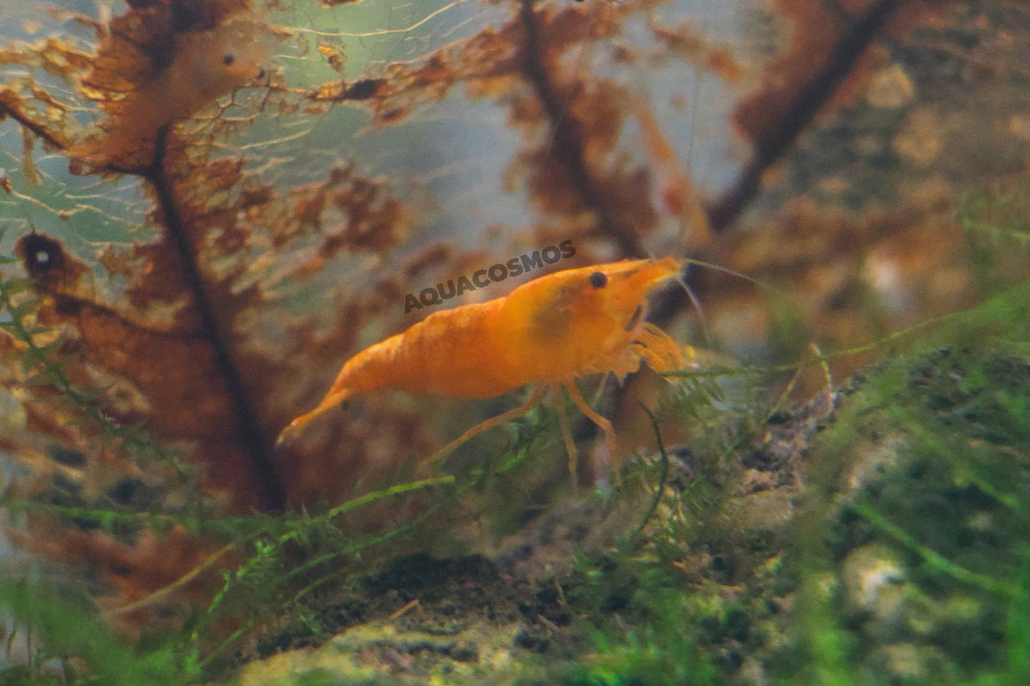 Orange Fire - Orange Sakura Neocaridina Zwerggarnelen