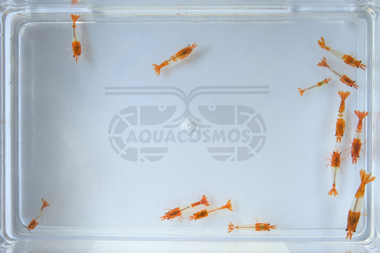 Orange Rili Sakura Neocaridina Zwerggarnelen