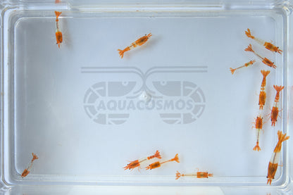 Orange Rili Sakura Neocaridina Zwerggarnelen