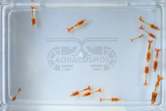 Orange Rili Sakura Neocaridina Zwerggarnelen