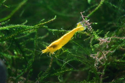 Yellow Fire Neocaridina gelbe Zwerggarnelen