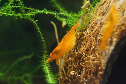 Orange Fire - Orange Sakura Neocaridina Zwerggarnelen