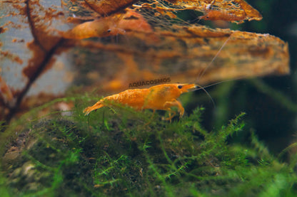 Orange Fire - Orange Sakura Neocaridina Zwerggarnelen
