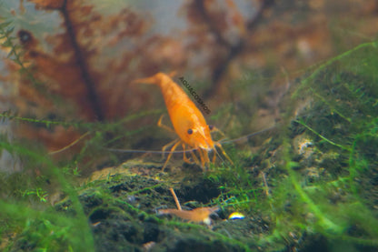 Orange Fire - Orange Sakura Neocaridina Zwerggarnelen
