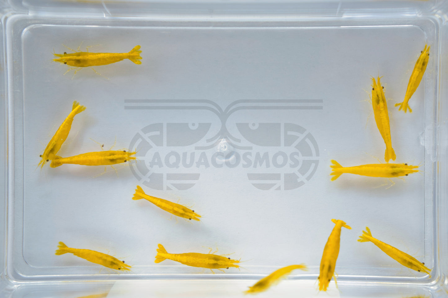 Yellow Fire Neocaridina gelbe Zwerggarnelen