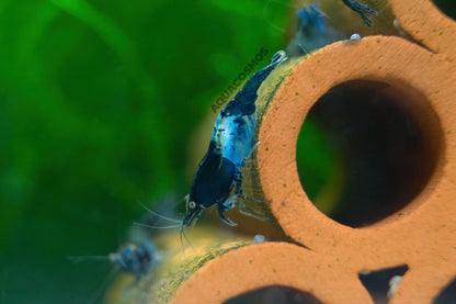Carbon Rili Neocaridina Zwerggarnelen