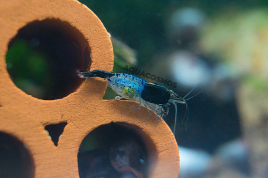 Carbon Rili Neocaridina Zwerggarnelen