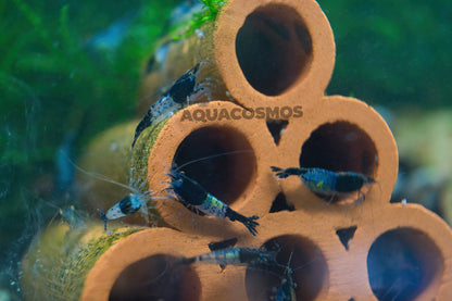 Carbon Rili Neocaridina Zwerggarnelen