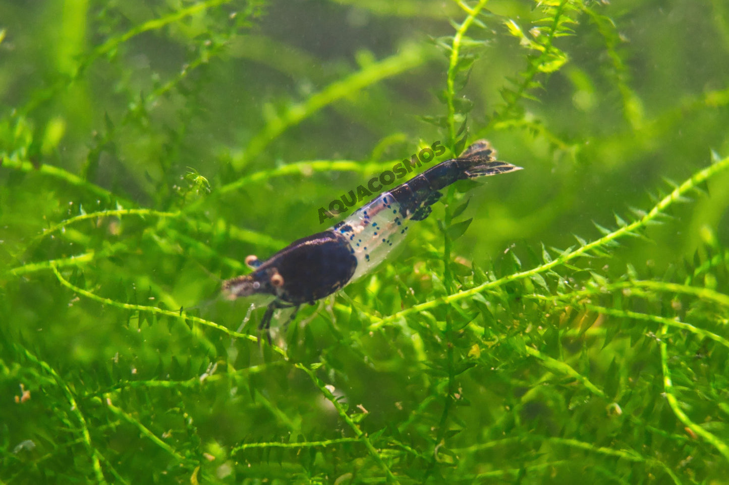 Carbon Rili Neocaridina Zwerggarnelen