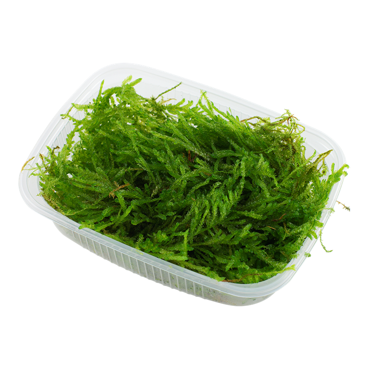Javamoos – Der zeitlose Klassiker für Aquascapes & Garnelenbecken