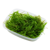 Javamoos – Der zeitlose Klassiker für Aquascapes & Garnelenbecken