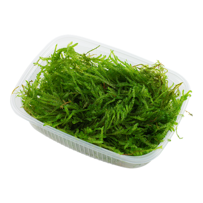 Javamoos – Der zeitlose Klassiker für Aquascapes & Garnelenbecken