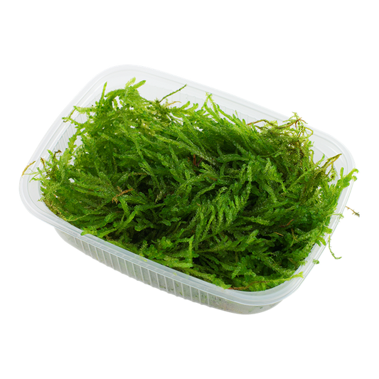 Javamoos – Der zeitlose Klassiker für Aquascapes & Garnelenbecken