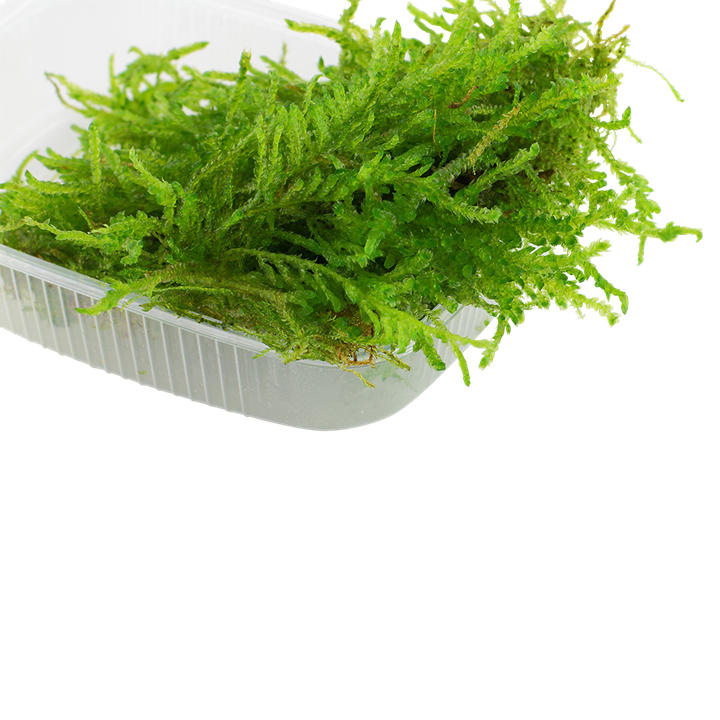 Javamoos – Der zeitlose Klassiker für Aquascapes & Garnelenbecken
