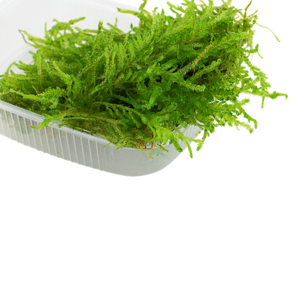 Javamoos – Der zeitlose Klassiker für Aquascapes & Garnelenbecken