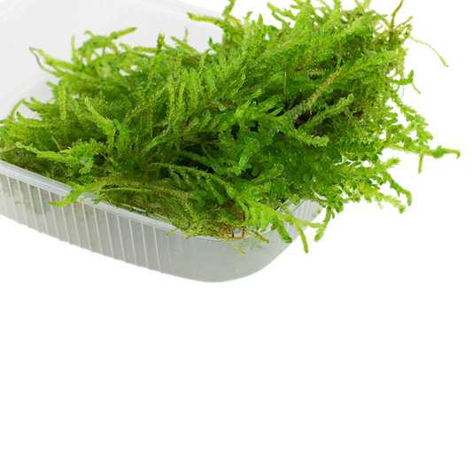 Javamoos – Der zeitlose Klassiker für Aquascapes & Garnelenbecken