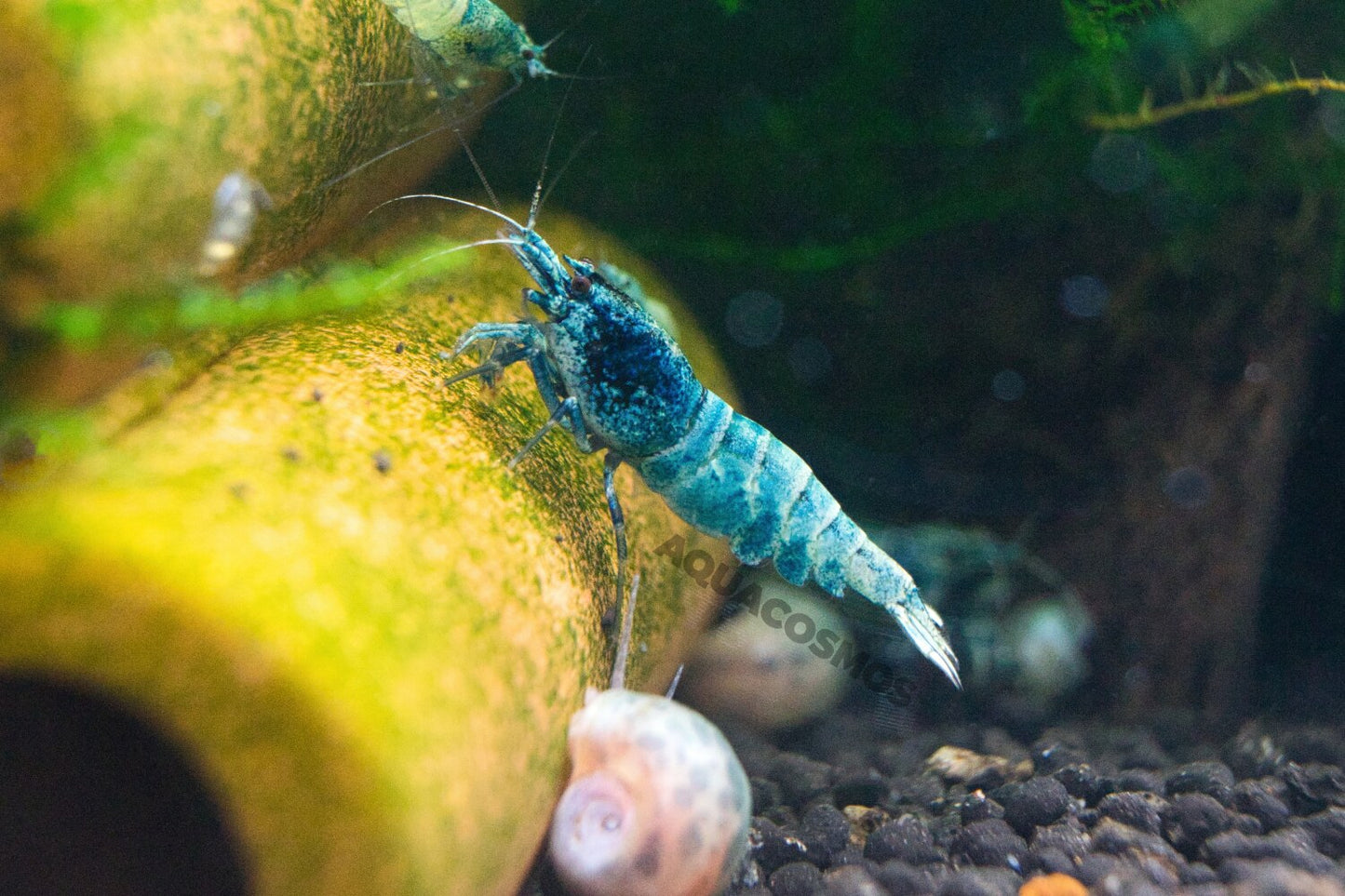 Blue Bolt Caridina Zwerggarnelen