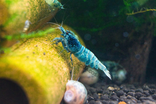 Blue Bolt Caridina Zwerggarnelen