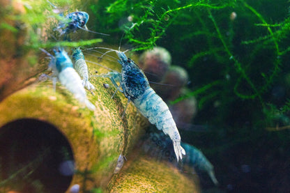 Blue Bolt Caridina Zwerggarnelen