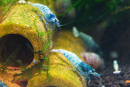 Blue Bolt Caridina Zwerggarnelen