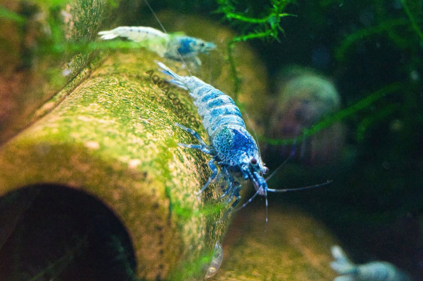 Blue Bolt Caridina Zwerggarnelen