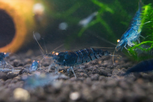 Blue Tiger OE Caridina Zwerggarnelen