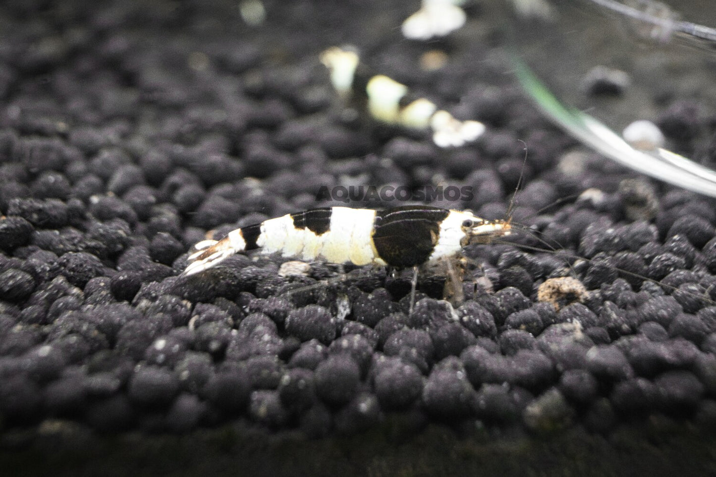 Black Bee Grade A - S Caridina Zwerggarnelen