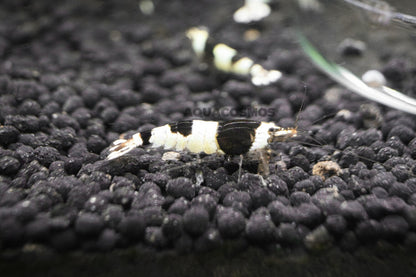 Black Bee Grade A - S Caridina Zwerggarnelen