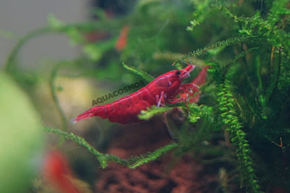 Bloody Mary Neocaridina davidi rote Zwerggarnelen