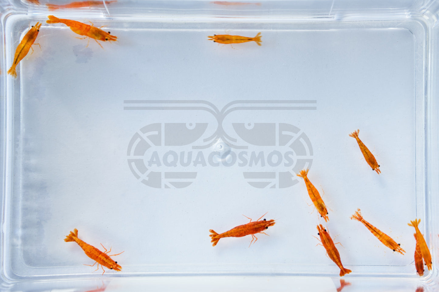 Orange Fire - Orange Sakura Neocaridina Zwerggarnelen