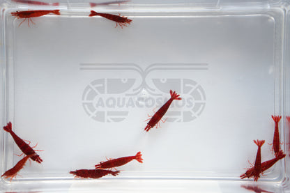 Bloody Mary Neocaridina davidi rote Zwerggarnelen