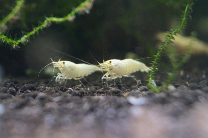 Snow White Grade SS Caridina Zwerggarnelen