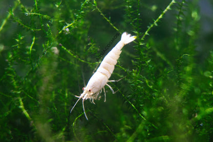 Snow White Grade SS Caridina Zwerggarnelen