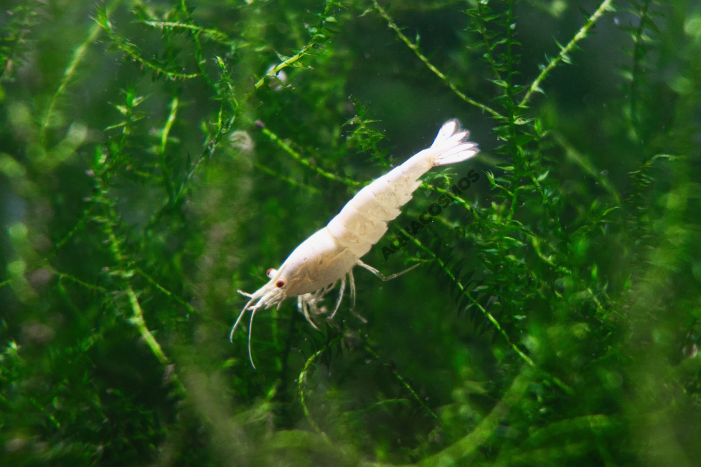 Snow White Grade SS Caridina Zwerggarnelen