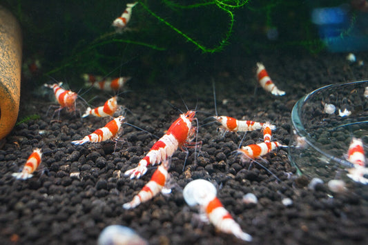 Red Bee Grade A - S Caridina Zwerggarnelen